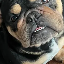 Female Bulldog