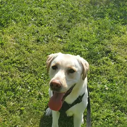 5 year old Lab