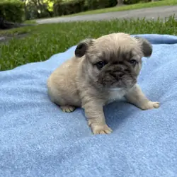 French bulldog