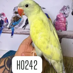 Indian ringneck