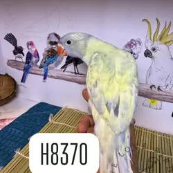Young Indian Ringneck