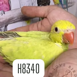 Tame Indian ringneck