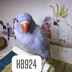Beautiful DF violet Indian ringneck