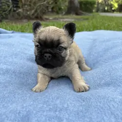 French bulldog puppy/Frenchie
