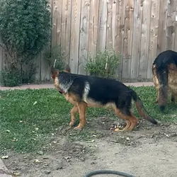 Dog female