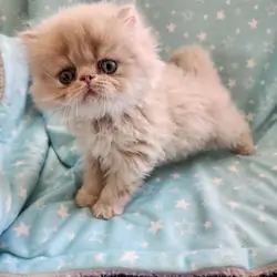 Persian kittens