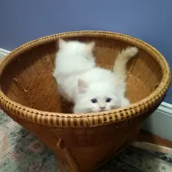 Persian kittens