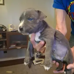Pit Bull Puppies