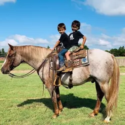 Red roan Quarter Horse gelding 14.3 hands