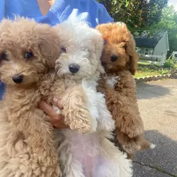 Sweet mini poodles for sale