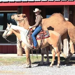 Palomino Quarter Horse gelding 14.3 hands