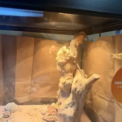 Bearded dragon