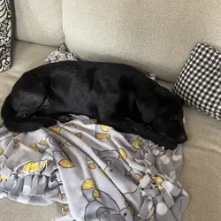 Black Lab
