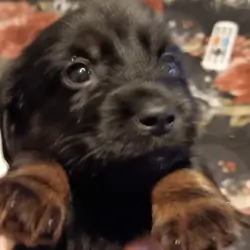 wire haired miniature dachshund