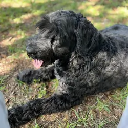 Female Giant Schnauzer