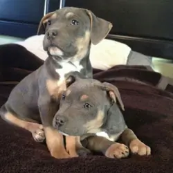 American Pit Bull Terrier Puppies Tamed For Sale
