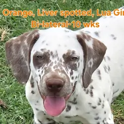 Dalmatian Orange Girl