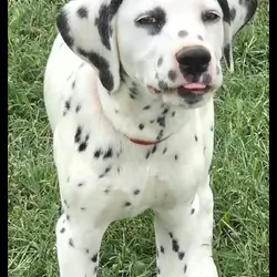 Dalmatian Red Girl