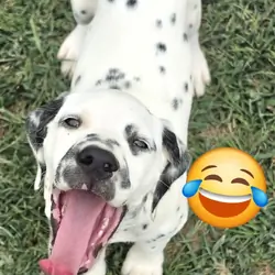 Dalmatian Pink girl