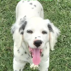 Dalmatian Longcoat Green Boy