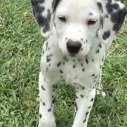 Dalmatian Yellow Boy