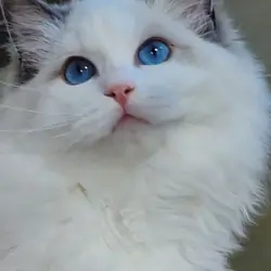 beautiful ragdoll