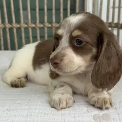 🌼 DAISY – Female Miniature Dachshund Puppy