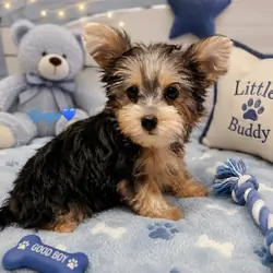 Yorkie