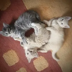 American Shorthair Kittens