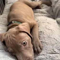 american pitbull terriers