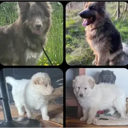 German Shepherd  long coat straight backed puppies