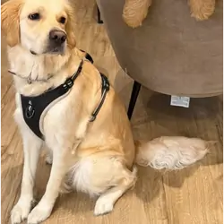 Beautiful Golden Retriever Puppies – 2 Boys & 3 Gi