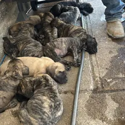 Puppies