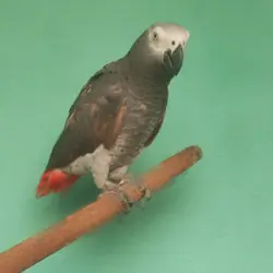 Beautiful African Grey Parrot for Sale