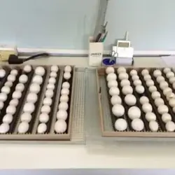 Fertile Hatching Parrot Eggs for Sale