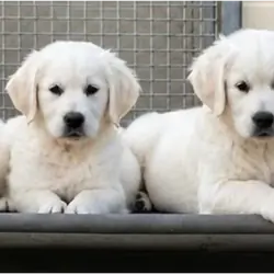 Beautiful Golden Retriever Puppies – 2 Boys & 2 Gi