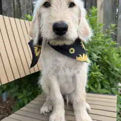 Labradoodle
