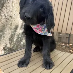 Labradoodle-Black F