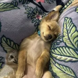 Papillon/Pomeranian Puppy