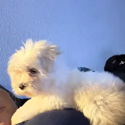 My puppy