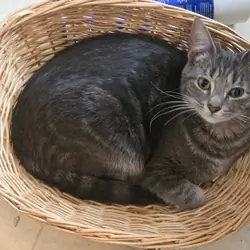 Smudge