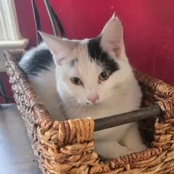 Harriette