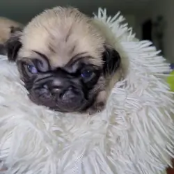 Pug Puppies