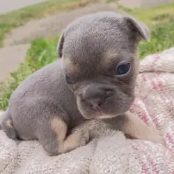 Frenchton