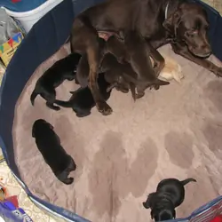 Labrador Retriever puppies
