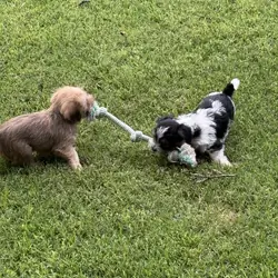 Smorkie Puppies