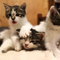 Kittens