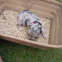 Merle Frenchton