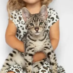 Bengal & Savannah Kittens For Sale