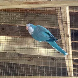 Quaker Parrots (Monk Parrots)